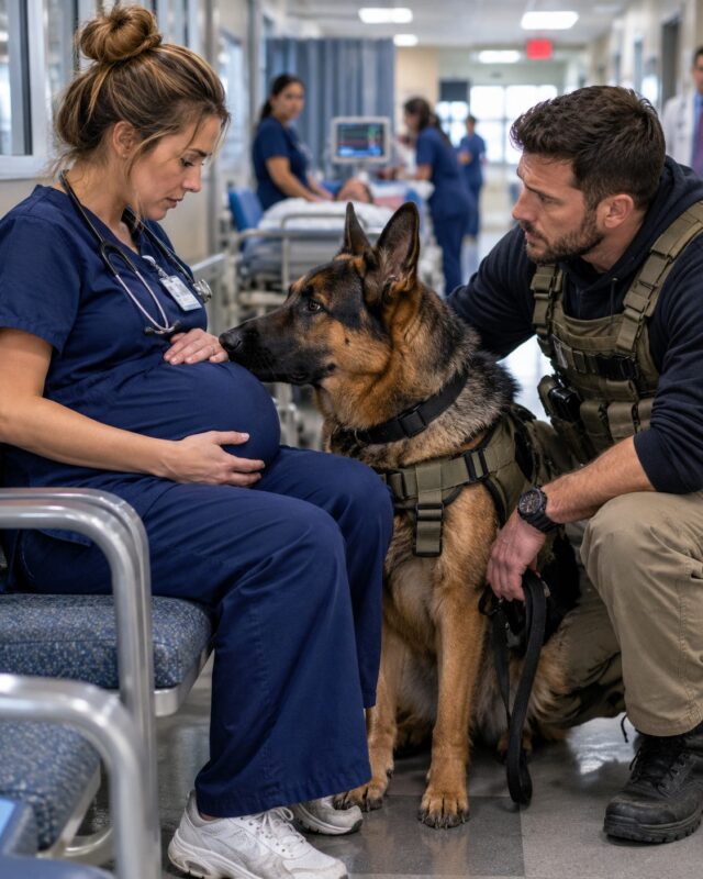 „Darf ich mich hier hinsetzen?“, fragte der Navy SEAL die schwangere Krankenschwester. Doch plötzlich erstarrte sein Hund und machte auf eine unerwartete Gefahr aufmerksam … und die gesamte Notaufnahme verstummte